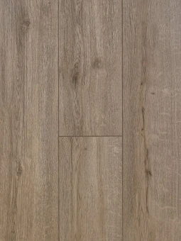 40-216 Дуб Шанидар