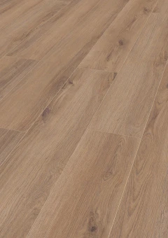 D80622 Дуб Норфолк бронзовый