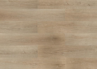 2205 Дуб северный