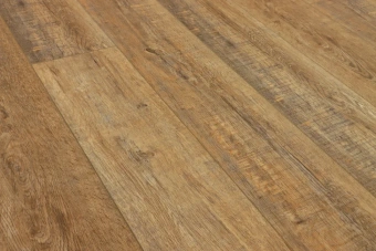 Дуб Робуста 