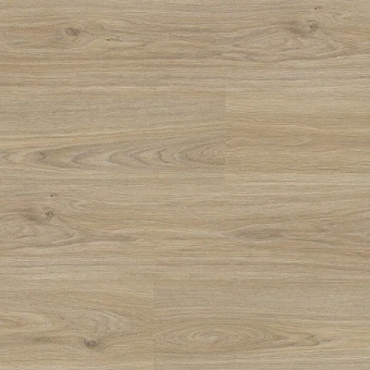 8016 Дуб Чарли