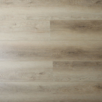 16167 Дуб Честер